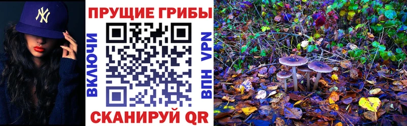 Купить  Донской  Псилоцибиновые грибы ЛСД 